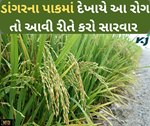 ડાંગરના પાકમાં સપ્ટેમ્બરમાં ચોક્કસ દેખાયે છે આ રોગ,જાણો સારવાર કરવાની રીત
