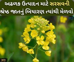 Mustard: રવિ સિઝનનું શ્રેષ્ઠ પાક (સરસવ) માટે શ્રેષ્ઠ બિયારણ ત્યાંથી મેળવો