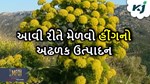 આવી રીતે મેળવો હીંગનો અઢળક ઉત્પાદન, ઘરે થઈ જશે પૈસાના ઢગલા