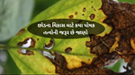  Copper Deficiency : છોડમાં તાંબાની ઉણપની શું અસર થાય છે, જાણો તેના પુરવઠાની પદ્ધતિ