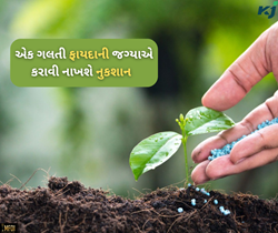 રવિ પાકની વાવણી પહેલા ખાતરનું સાવધાનીપૂર્વક ઉપયોગ છે જરૂરી, નહિંતર થઈ જશે નુકશાન 