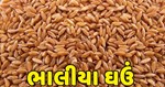 શુ વગર પાણીએ ઘઉંની ખેતી કરવા માંગો છો ? તો વાવો આ ઘઉં