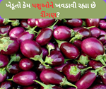 Brinjal Farmers Disturbed: ખેડૂતોને પશુઓને રીંગણ ખવડાવી પડી ફરજ, નથી મળી રહ્યો ખરીદાર