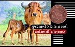 ગુજરાતની ગીર ગાય બની બ્રાઞિલની ઓળખાણ, સિક્કો પર આપ્યુ સ્થાન