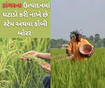 Paddy: ડાંગરના ઉત્પાદન સ્ટેમ અથવા કોબી બોરરના કારણે થઈ જાય છે ઓછું, જાણો વૈજ્ઞાનિકોની રાય