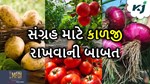 જ્યારે આ ત્રણ શાકભાજી છે ખુબ જ મહત્વપૂર્ણ, ત્યારે તેમના સંગ્રહ માટે પણ રાખવી જોઈએ કાળજી