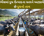 વધુ દૂધ આપતી ભેંસનું ઉત્પાદન અચાનક ઘટી રહ્યો છે, તો દૂધ તાવ છે કારણ
