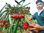 આ ફળની ખેતી કરીને 1 વર્ષમાં કરી શકો છો લાખોની કમાણી, જાણો કેવી રીતે કરવી ખેતી