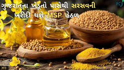 MSP હેઠળ સરસવની ખરીદીને મળી મંજૂરી, ગુજરાતમાંથી આટલા ટન સરસવની ખરીદી કરશે સરકાર? 