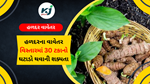 Turmeric cultivation : હળદર વાવેતર