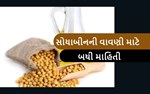 સોસયાબીનના વાવેતર કરવા માટે વાંચો આ આર્ટિકલ
