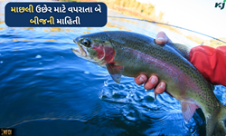 Fish Farming: ખેતીની જેમ માછલી ઉછેર માટે પણ વપરાય છે બીજ, પરંતુ... 