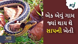Snake Farming: જાણીને લાગશે નવાઈ...એક એવું ગામ જ્યાં થાય છે સાપની ખેતી 