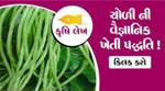 ચોળીની વૈજ્ઞાનિક ખેતી પધ્ધતિ
