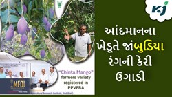 Purple Mango: આંદમાનના ખેડૂતે ઉગાડ્યો જાંબુડિયા રંગની કેરી, દરેક કેરીનું વજન 400 ગ્રામ  