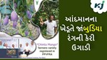 Purple Mango: આંદમાનના ખેડૂતે ઉગાડ્યો જાંબુડિયા રંગની કેરી, દરેક કેરીનું વજન 400 ગ્રામ