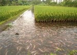 Fish-Rice Farming:માછલી-ભાતની ખેતી તમને બનાવશે ધનવાન, બસ કરવું પડશે આ કામ