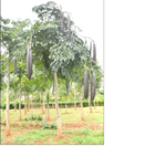 એક અગત્યની ઔષધીય વનસ્પતિ: ટેટુ