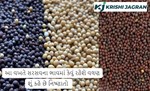 આ વખતે રાઈ (સરસવ)ના ભાવમાં કેવું રહેશે વલણ, શું કહે છે નિષ્ણાતો 