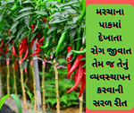 Chili Management: મરચાના પાકમાં દેખાતા રોગ જીવાત તેમ જ તેનું સંકલિત વ્યવસ્થાપન