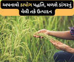 Paddy Farming: શું તમને ઓછા દિવસમાં જોઈએ છે ડાંગરનું ઉત્પાદન, તો કરો ડાપોગ પદ્ધતિનું ઉપયોગ