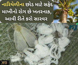 નારીયેળીની ખેતી કરતા ખેડૂતો માટે વૈજ્ઞાનિક સલાહ, જો દેખાયે સફેદમાખી તો આવી રીતે કરો સારવાર