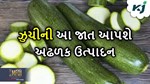 ઝુચીની આ જાતની ખેતી કરીને મેળવો અઢળક ઉત્પાદન, ત્યાંથી મંગાવો બિચારણ
