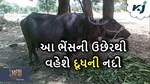 Buffalo Breed: ભેંસની આ જાત કરી દેશે પશુપાલકોને માલામાલ, ઘરે વહેશે દૂધની નદી