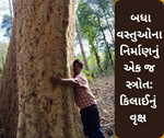 ખુબજ મહત્વપૂર્ણ વૃક્ષ કિલાઈ, ફર્નિચરથી લઈને રમકડા બધાનું સ્ત્રોત એક જ વૃક્ષ