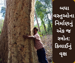 ખુબજ મહત્વપૂર્ણ વૃક્ષ કિલાઈ, ફર્નિચરથી લઈને રમકડા બધાનું સ્ત્રોત એક જ વૃક્ષ