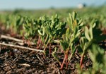 મકાઇ માં આંતરપાક પધ્ધતિ (Mix Farming) દ્વારા વધુ કમાણી