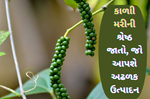Black Piper: કાળી મરીની ખેતી થકી મેળવો મોટી આવક, જાણો તેની શ્રેષ્ઠ જાતો વિશે
