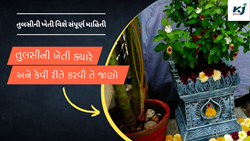 તુલસીની ખેતી