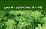 મેદસ્વિતા, હૃદય રોગ, સ્કિન સંબંધી રોગોથી દૂર રાખે મેથી : આમ કરો ઉપયોગ