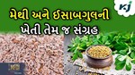 મેથી અને ઇસાબગુલની વાવણીથી લઈને સંગ્રહ સુધીની સંપૂર્ણ રીત
