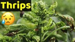 મરચીના પાકમાં આવતી થ્રીપ્સની જવાતોની ઓળખ અને તેને નિયંત્રિત કરવાની રીત