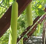 ગુણોનો ભંડાર : દૂધી - ભાગ-1