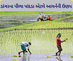 ખેડૂતો માટે એડવાઈઝરી: જો ડાંગરના પાંદડા પીળો પડી જાય તો આવી રીતે કરો સારવાર
