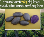 Purple Potato: ઓછા સમયમાં વધુ ઉપજ આપનાર બટાકાંની આ જાત છે ખેડૂતો માટે શ્રેષ્ઠ,સ્વાસ્થ્ય લાભના કારણે માર્કેટમાં વધી ડીમાંડ