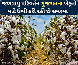 જળવાયું પરિવર્તનના કારણે ગુજરાત અને મહારાષ્ટ્રના ખેડૂતોને વેઠવું પડી રહ્યો છે નુકસાન: રિપોર્ટ 