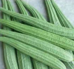 Turiya farming : તુરિયાની ખેતી અને તેની વિવિધ જાતો વિશે જાણો અને ખેતીવાડીમાં