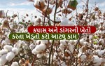 શુ આપ ડાંગર કે કપાસની ખેતી કરો છો ? જો આ ખેતી કરતા હોય તો આ લેખ તમારા માટે છે