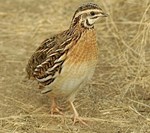 ક્વેઈલ ખેતી (Quail Farming) કેવી રીતે કરવી ?
