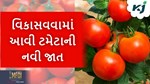 વધુ ઉપજ માટે વિકસાવવામાં આવી ટમેટાની નવી જાત, ખેતી માટે જોઈએ છે ફક્ત ગાયના છાણ
