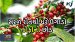 કોફીના શોખીન છો, આટલી સરળ રીતથી ઘરે કરી શકો છો વાવેતર