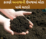રાસાયણિક ખાતરનું વધુ પડતો ઉપયોગના કારણે અનાજની ઉપજમાં મોટા પાચે ઘટાડો નોંધાયો