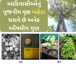 અનેક ઔષધિય ગુણો ધરાવતો બહેડા છે મોટી મોટી બીમારીઓનો કાળ