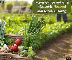 શિયાળામાં જોઈએ છે મોટી કમાણી તો કરો આ પાંચ શાકભાજીની ખેતી.... 
