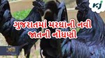 NBAGR કરી જાનવરોની 8 નવી જાતોની નોંધણી, ગુજરાતના મરઘાનું પણ સમાવેશ