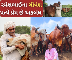 મળો રાજકોટના રમેશભાઈથી, જેમણે ગાય આધારિત ખેતી થકી વિદેશમાં પણ અપાવી ગીર ગાયને ઓળખ